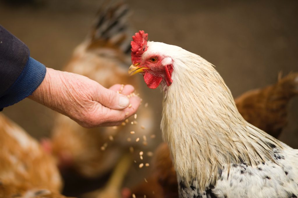 Lagoon Chicken Vs Broiler Chicken